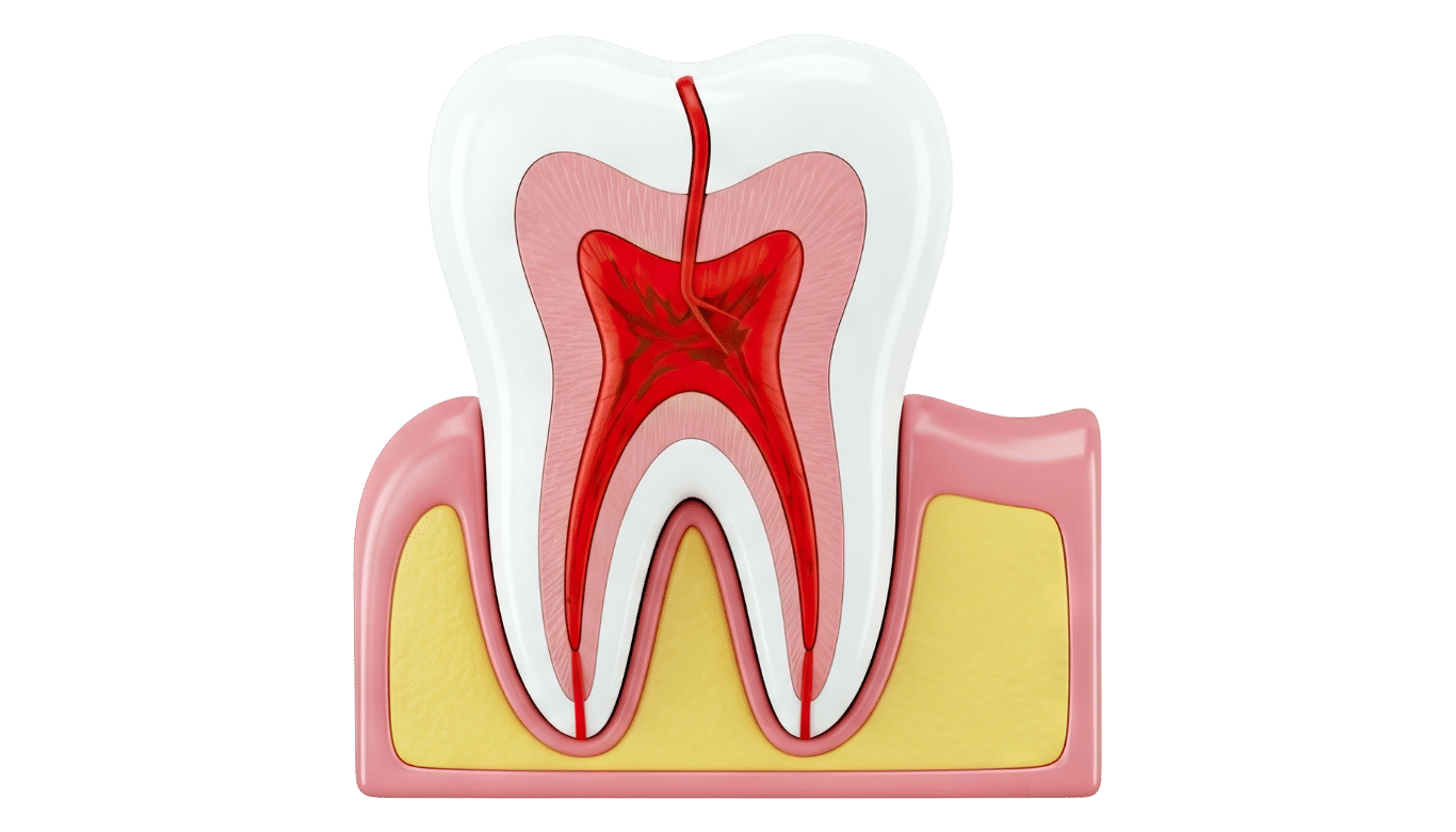 Cross-section model of a tooth showing enamel, dentin, pulp, and nerves within pink gum tissue.
